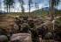 Soldater fra  Brigade Nord på en samvirkeøvelse i Setermoen skytefelt. // Norwegian Army soldiers, assigned to Brigade North, in Setermoen military training area.